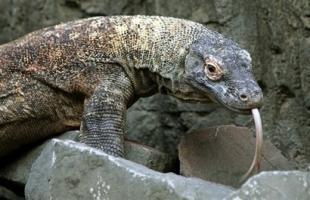 濒临灭绝的爬行和两栖动物：上古科莫多巨蜥