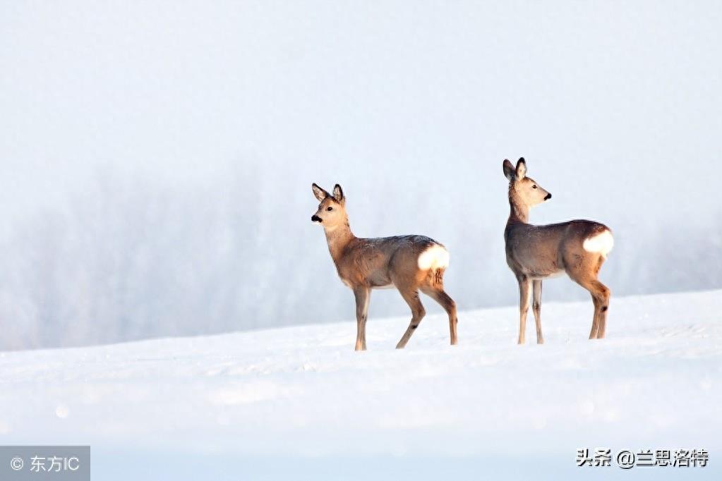 东北的小动物狍子 又名傻狍子