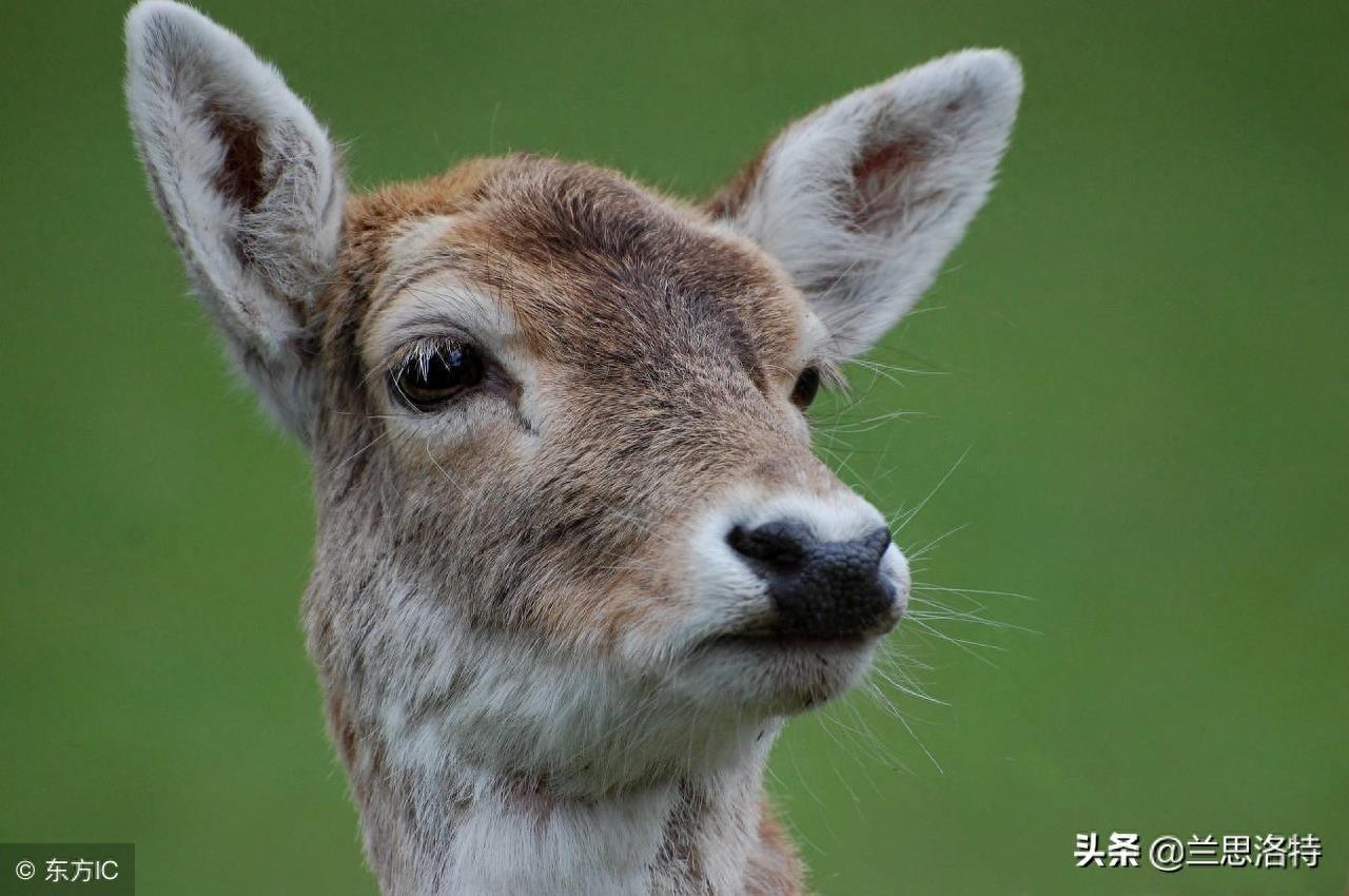 东北的小动物狍子 又名傻狍子