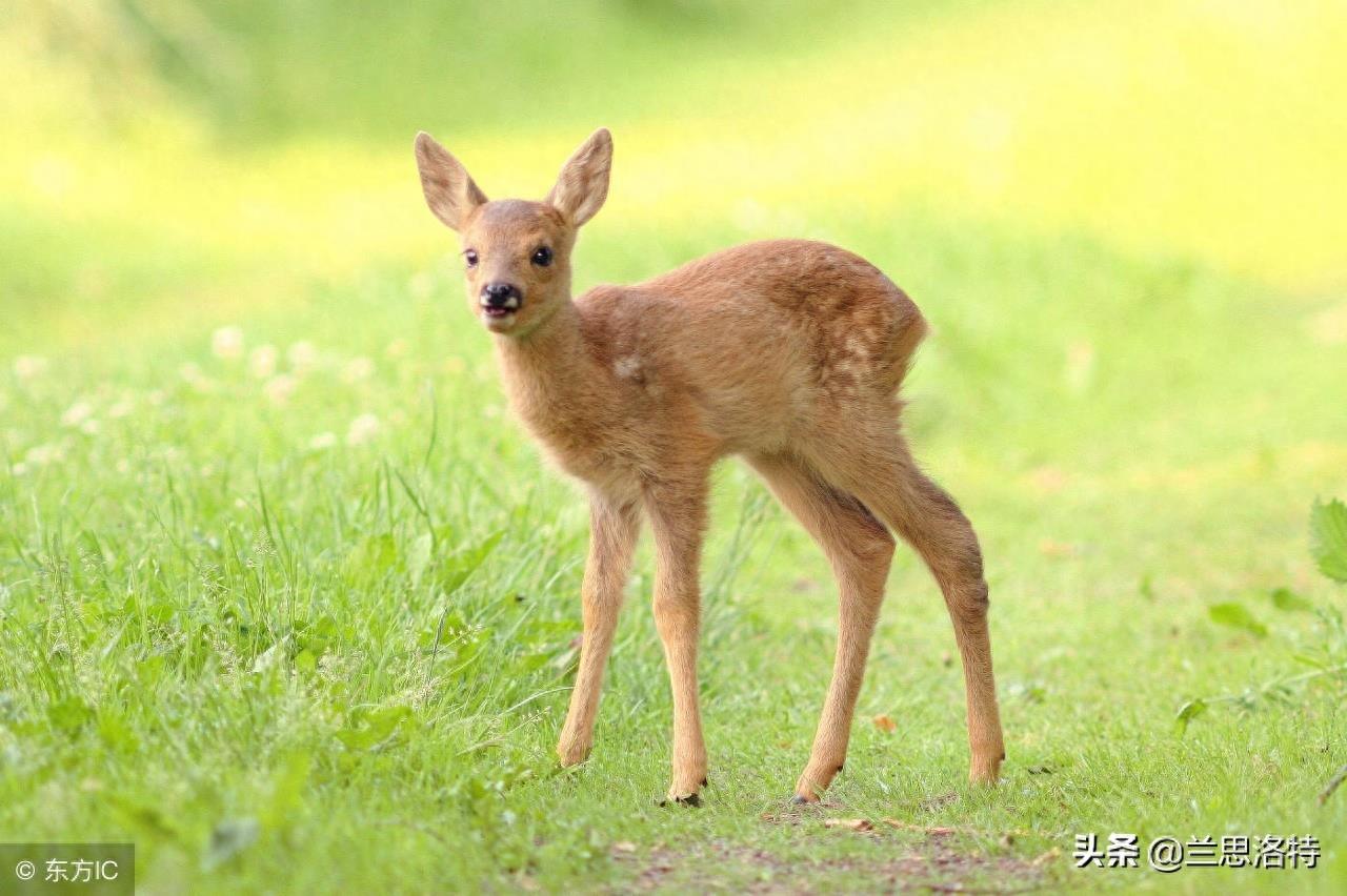 东北的小动物狍子 又名傻狍子