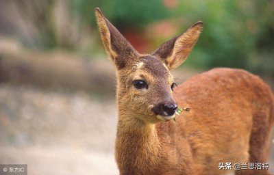 ​东北的小动物狍子 又名傻狍子