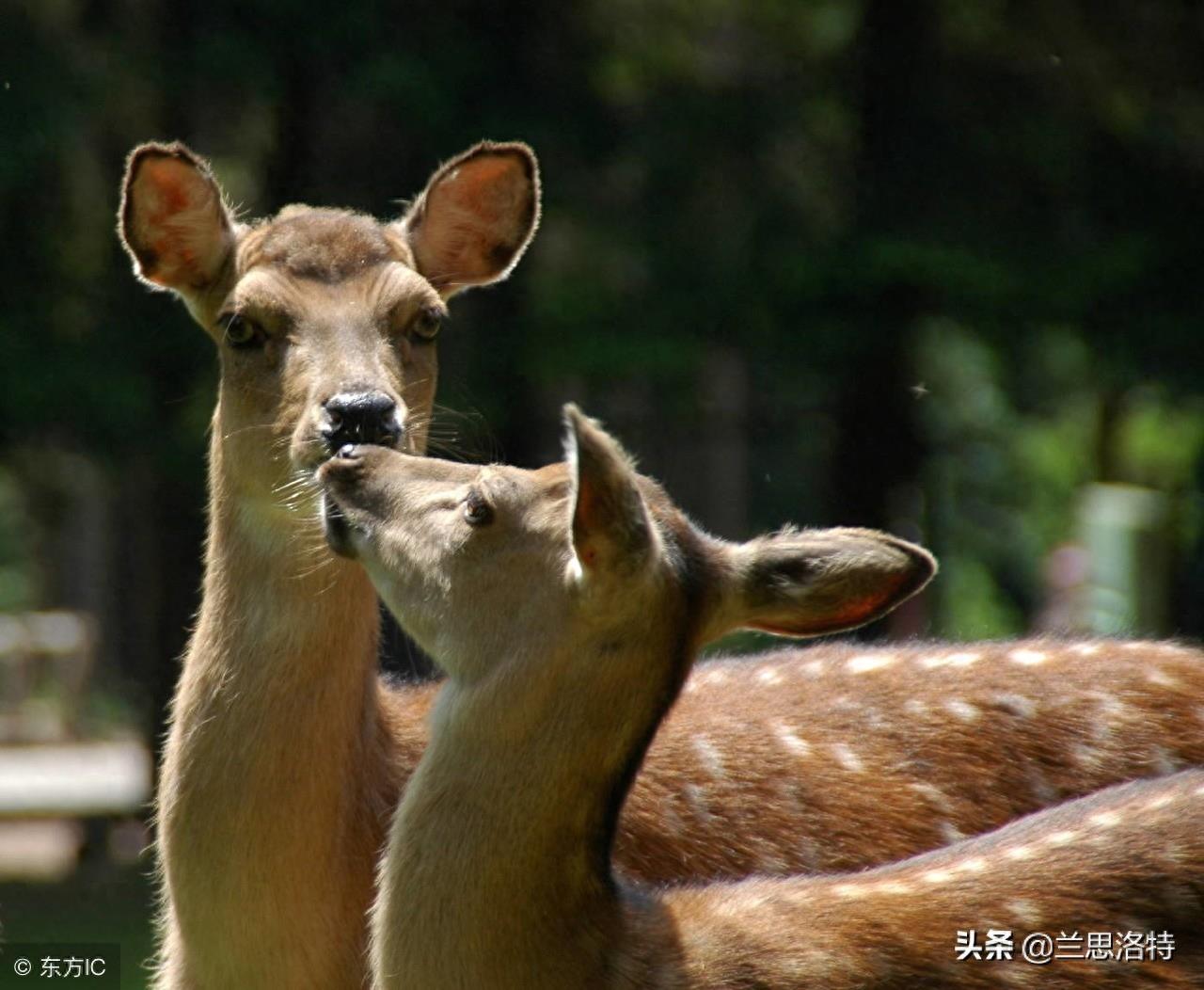 东北的小动物狍子 又名傻狍子