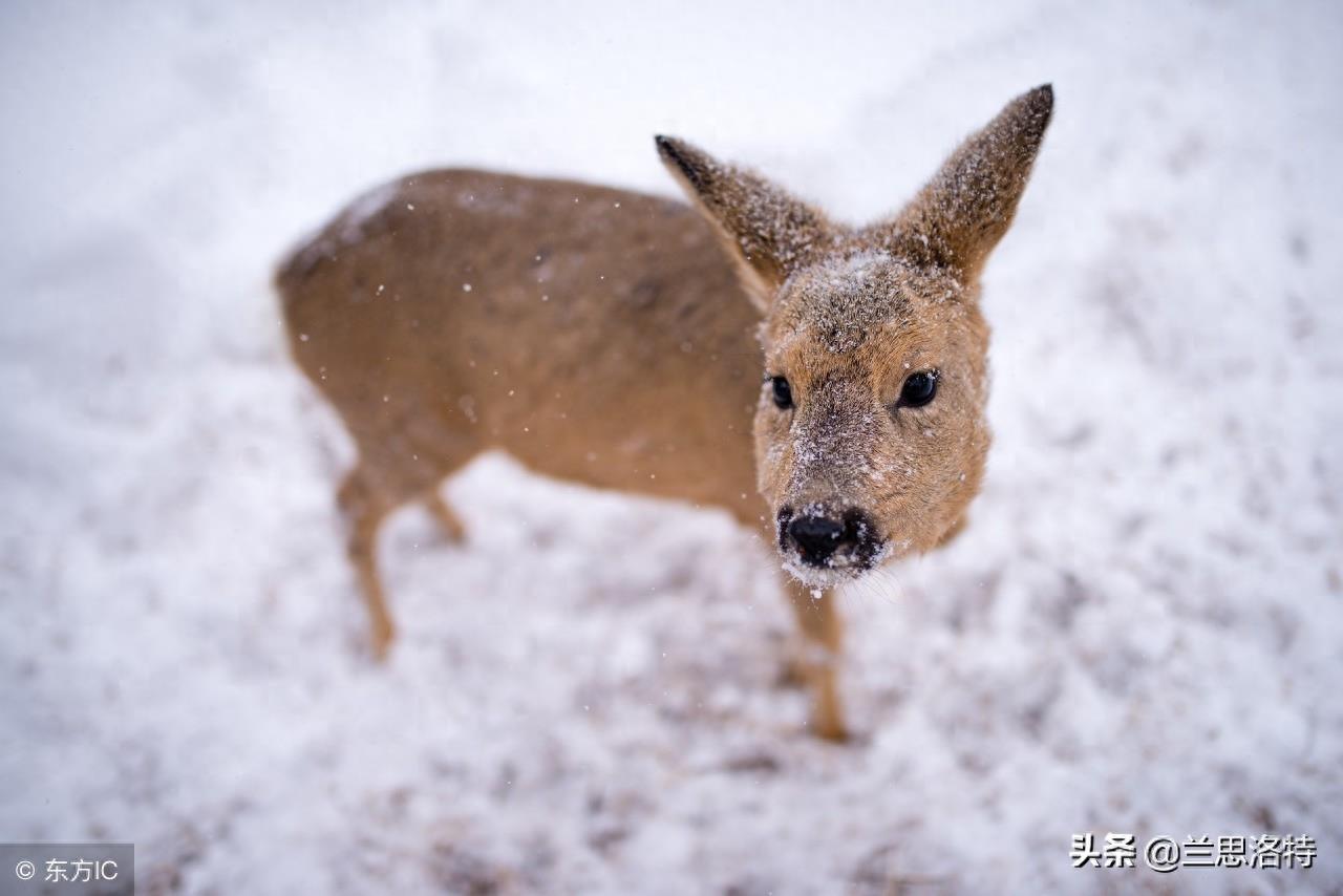 东北的小动物狍子 又名傻狍子