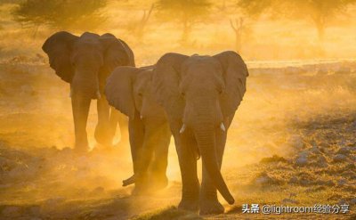 ​摄影中的背光指什么，如何进行拍摄？