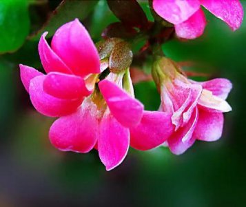 ​长寿花品种分类介绍【附图】