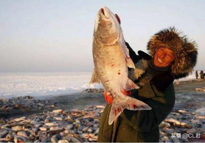 ​查干湖的鱼藏着什么“秘密”？一网30万斤却越捕越多，看完就懂了