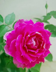 ​天方夜谭月季，皮实好养，美若牡丹，比玫瑰漂亮，而且四季开花