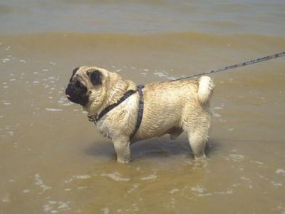 ​怎样正确使用狗狗牵引绳