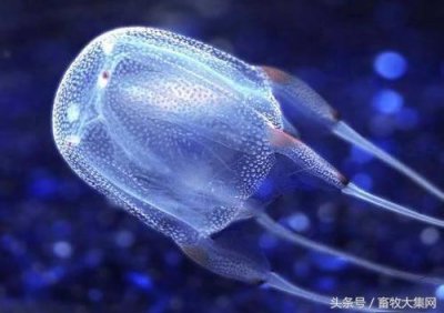 ​世界上最最毒的生物-箱形水母，你见过吗？