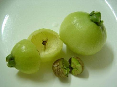 长在树上像芭乐，只吃皮来不吃肉，你懂叫啥名不？