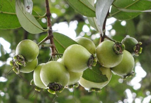 长在树上像芭乐，只吃皮来不吃肉，你懂叫啥名不？