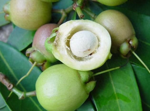 长在树上像芭乐，只吃皮来不吃肉，你懂叫啥名不？