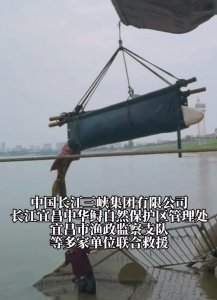 ​3米多长中华鲟搁浅宜昌长江边，救援人员：近十年来最大一条