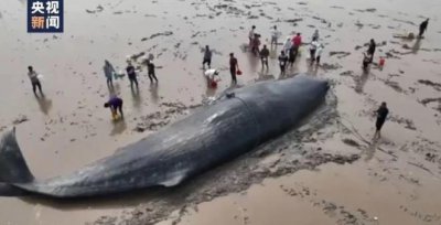 ​鲸鱼为什么会搁浅，鲸鱼搁浅背后人类又该作何反思