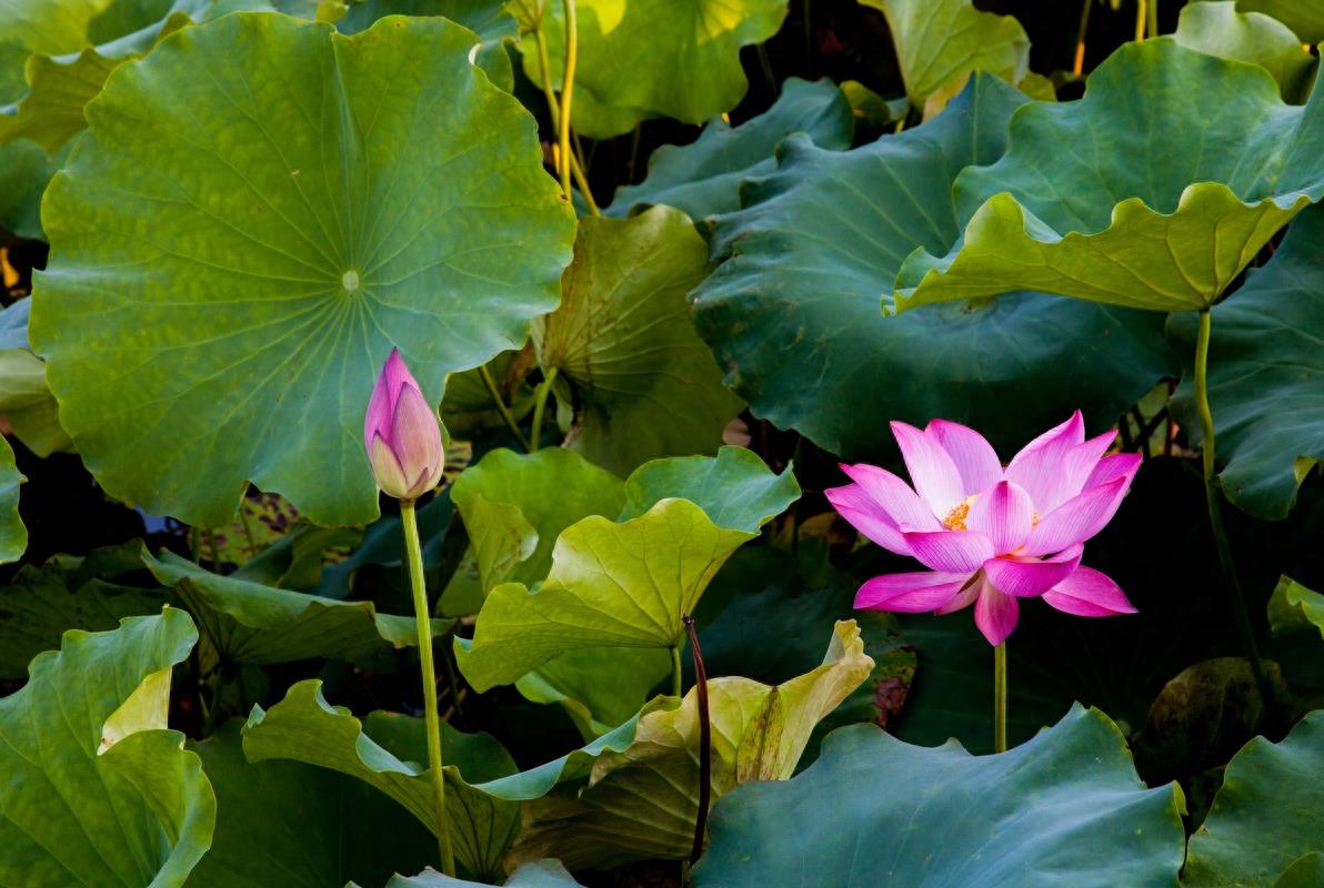 长沙月湖公园，“月湖十景”风景优美，免费的娱乐、休闲好去处