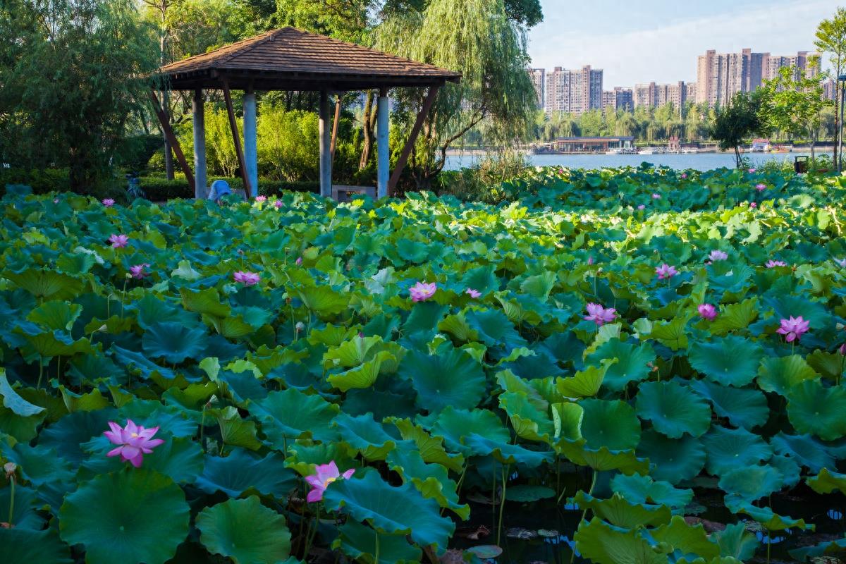 长沙月湖公园，“月湖十景”风景优美，免费的娱乐、休闲好去处