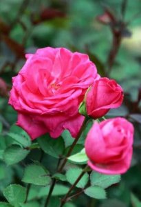 ​四季玫瑰欣赏