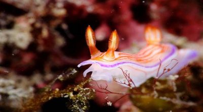 ​交配(动物界的奇葩交配)