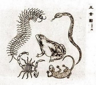 ​“蛊术”真的存在吗？“蛊”又是什么？让我来带你一探究竟