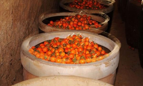 甜脆柿子可以直接吃吗怎么判断硬柿子不涩