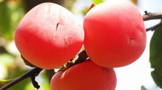 柿子醋吃多了有坏处吗