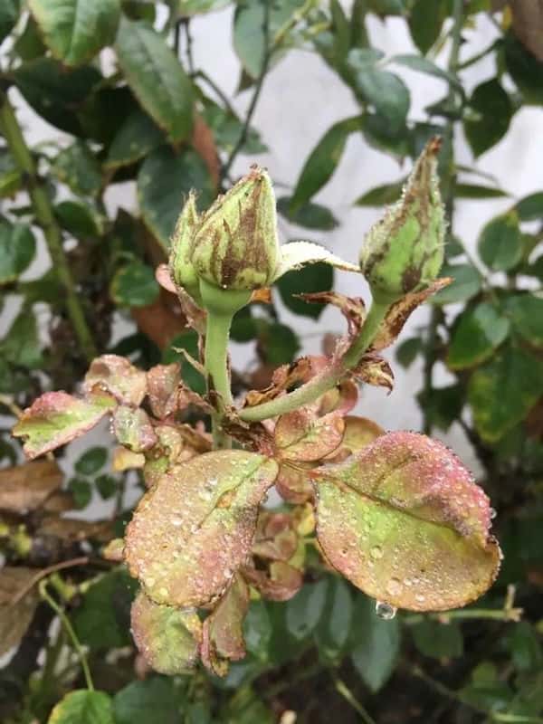 常见病虫害及防治方法（植物病虫害防治大全）