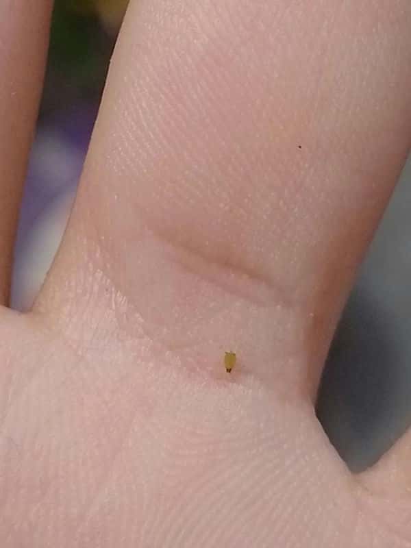 常见病虫害及防治方法（植物病虫害防治大全）