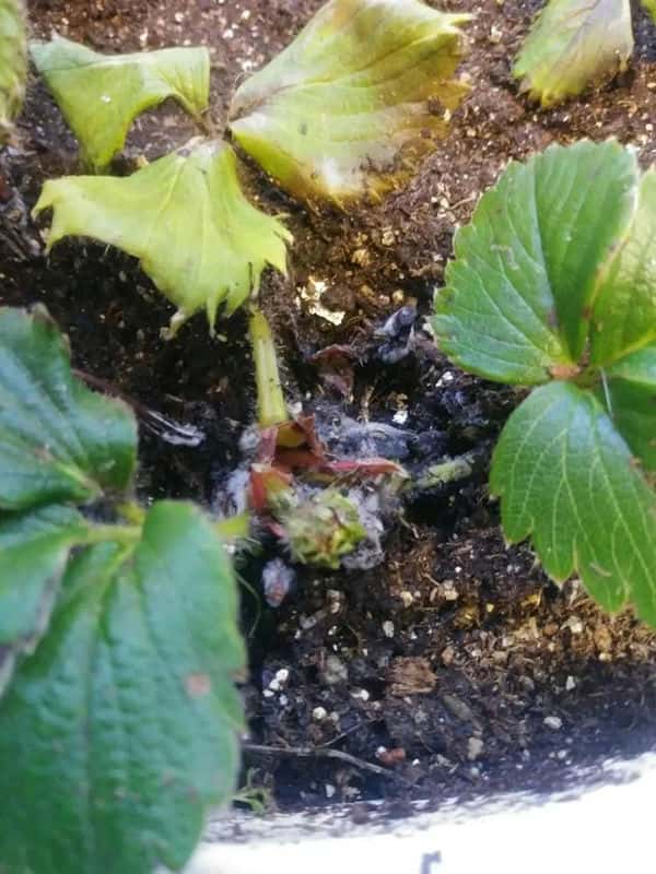 常见病虫害及防治方法（植物病虫害防治大全）