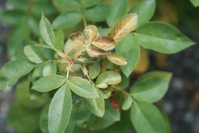 常见病虫害及防治方法（植物病虫害防治大全）