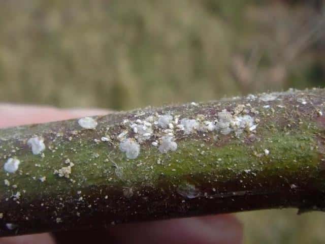 常见病虫害及防治方法（植物病虫害防治大全）