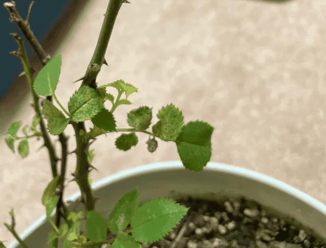 常见病虫害及防治方法（植物病虫害防治大全）