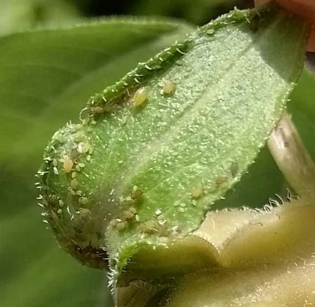 常见病虫害及防治方法（植物病虫害防治大全）