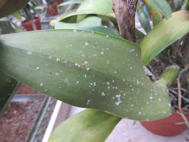 常见病虫害及防治方法（植物病虫害防治大全）