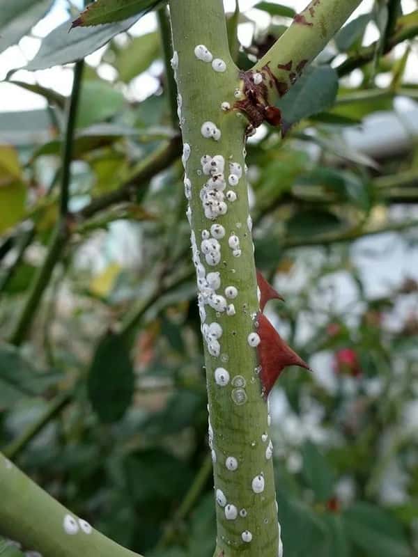 常见病虫害及防治方法（植物病虫害防治大全）