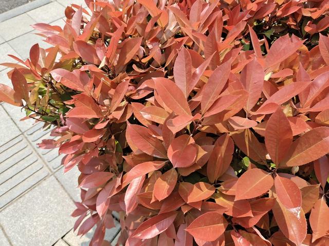 vivos6新时代（vivoS6评测5G时代的自拍利器）(13)