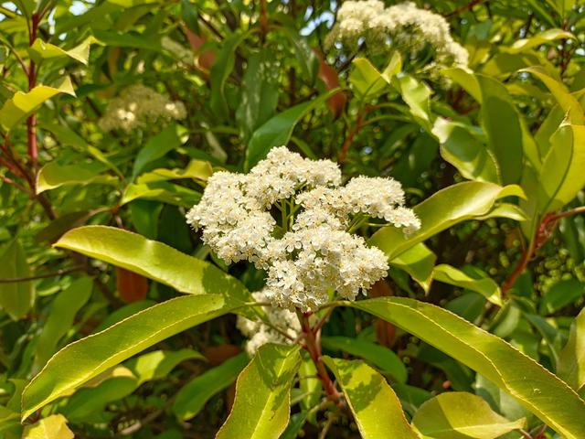 vivos6新时代（vivoS6评测5G时代的自拍利器）(14)