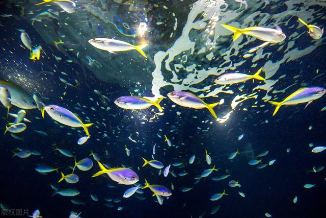 黄岩岛被哪个国家占领过（曾被菲律宾霸占15年）(8)