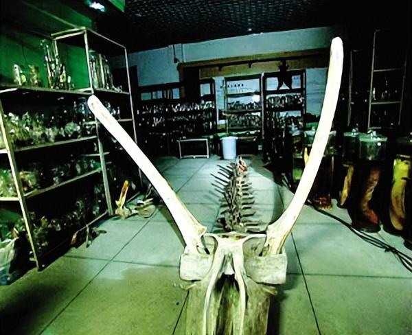 1934年营口坠龙事件的龙骨（2004年81岁老人上缴未知生物骨片）(7)