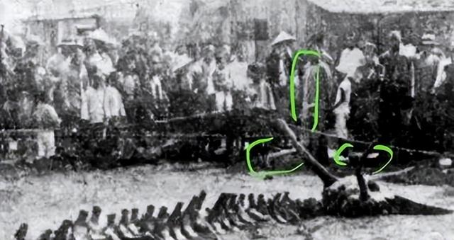 1934年营口坠龙事件的龙骨（2004年81岁老人上缴未知生物骨片）(5)