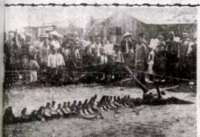 1934年营口坠龙事件的龙骨（2004年81岁老人上缴未知生物骨片）(3)