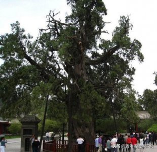 ​盘点中国十大千年古树：见证千年历史，堪称国家宝藏！