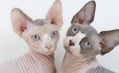 ​把对象训练成宠物 把对象当宠物养的表现