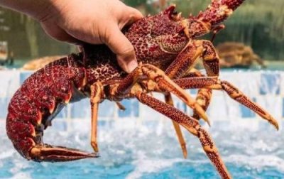 ​澳龙是什么意思（肖战澳龙是什么意思）