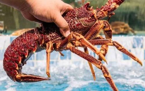 澳洲大龙虾