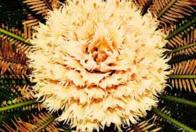 ​铁树多少年开一次花 铁树开花是什么征兆