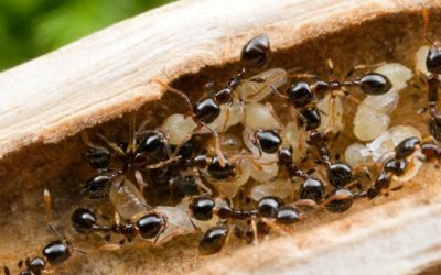 ​家里蚂蚁多怎么彻底清除？灭蚂蚁用什么药最好？实测避坑指南！